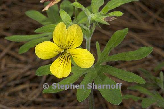 viola lobata ssp lobata 7 graphic